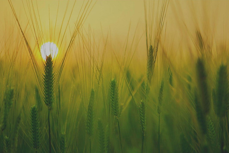 Healing Attachment Wounds with AF-EMDR