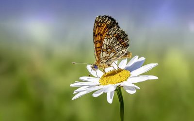 Sex After Kids: The Process of Reconnection